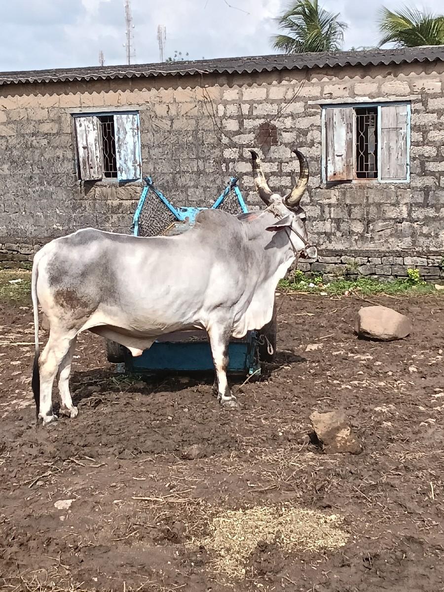 થંબનેલ 3