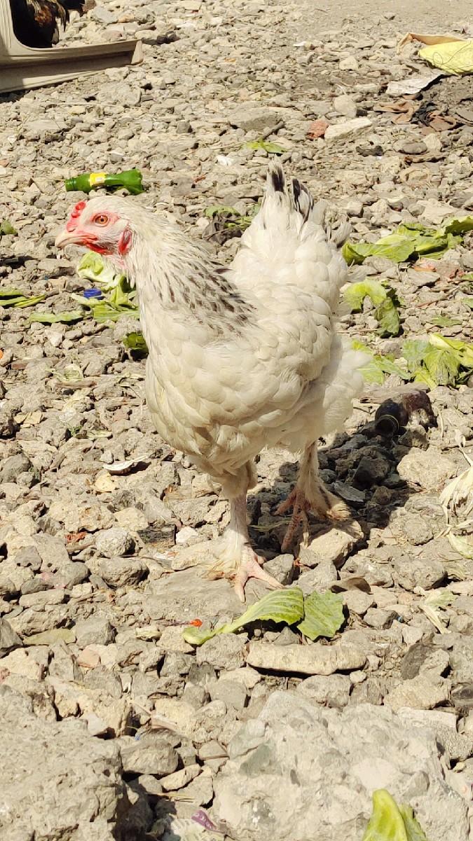 ભરમાં. કોરોસ મરઘી દેવાની છે