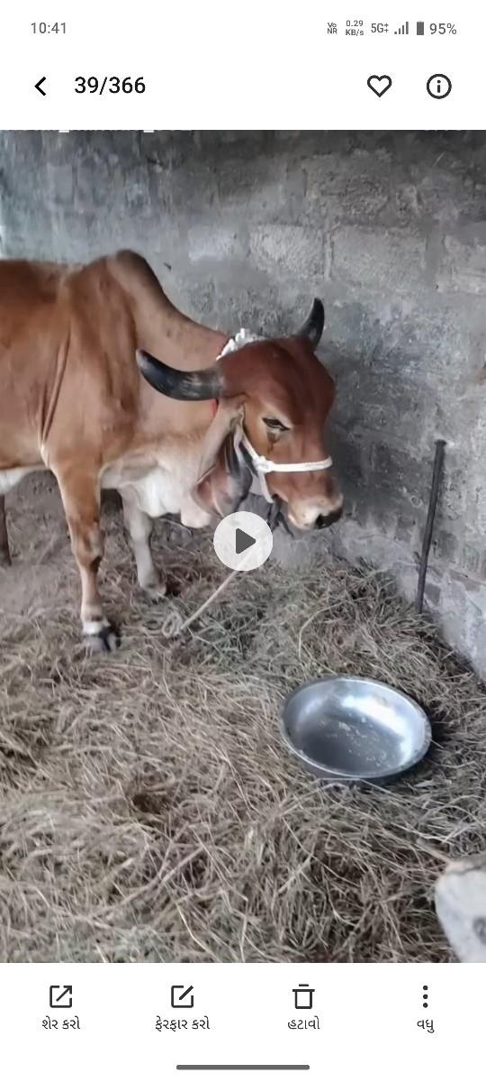 આ ગાય વેચવાની છે