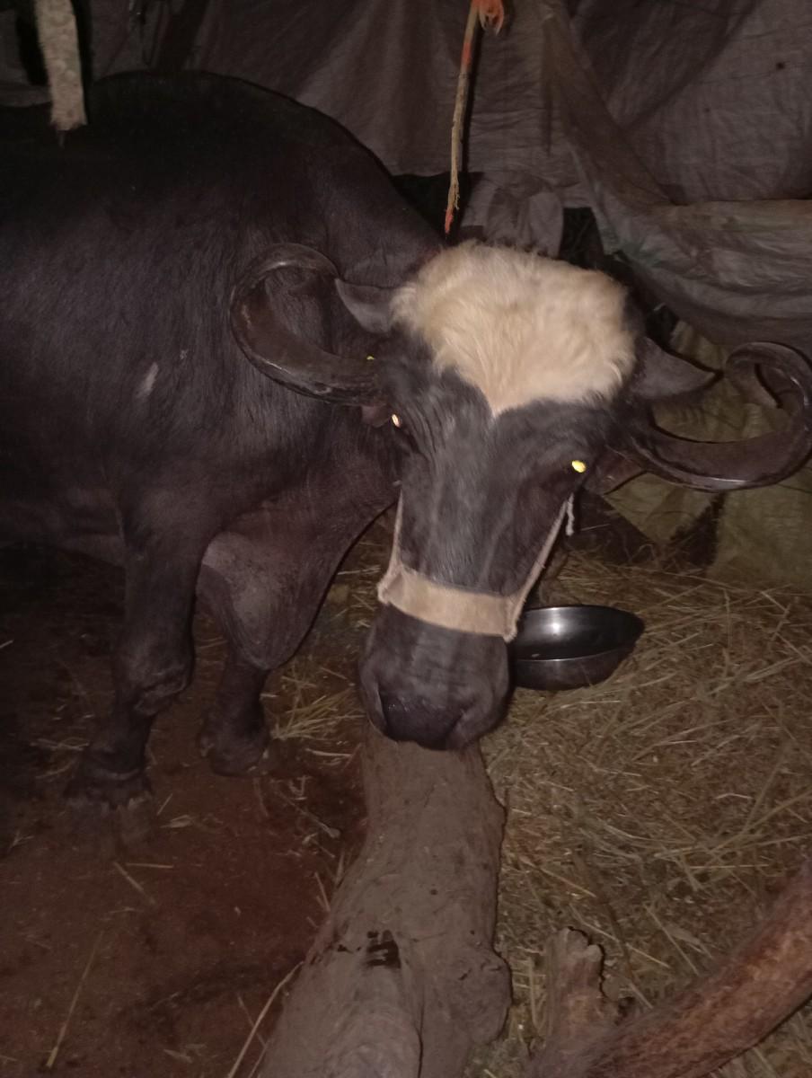 ચાર દિવસની વિહલ છે