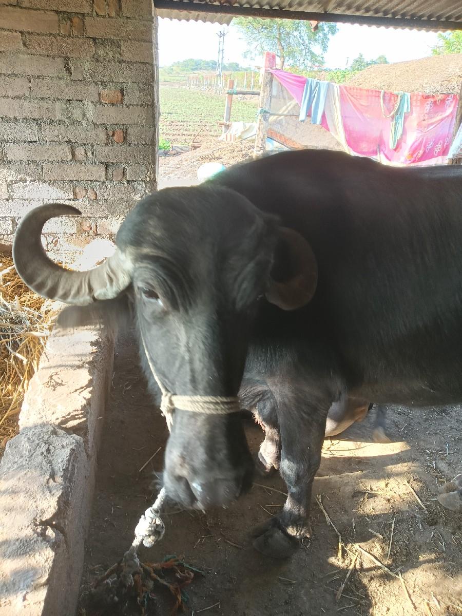 થંબનેલ 2