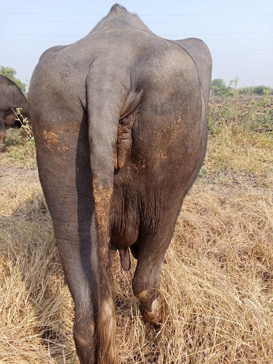 થંબનેલ 2