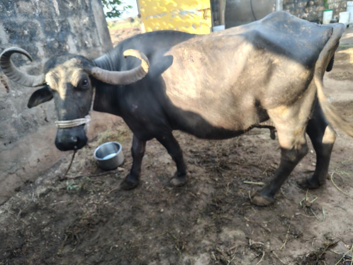 થંબનેલ 3