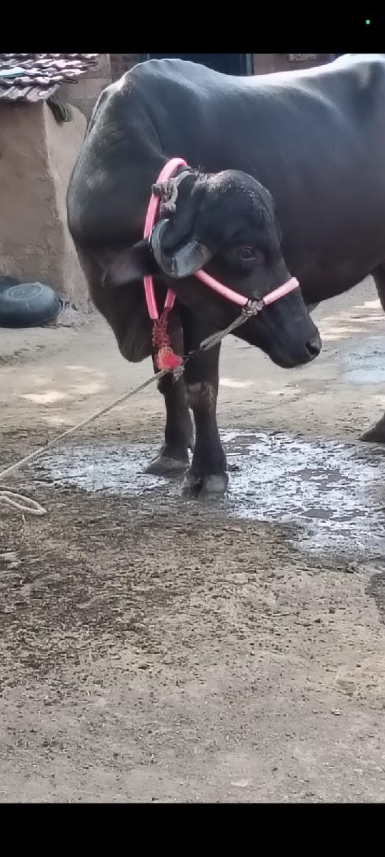 પેલું વેતર ખડાય વેચવાની છે