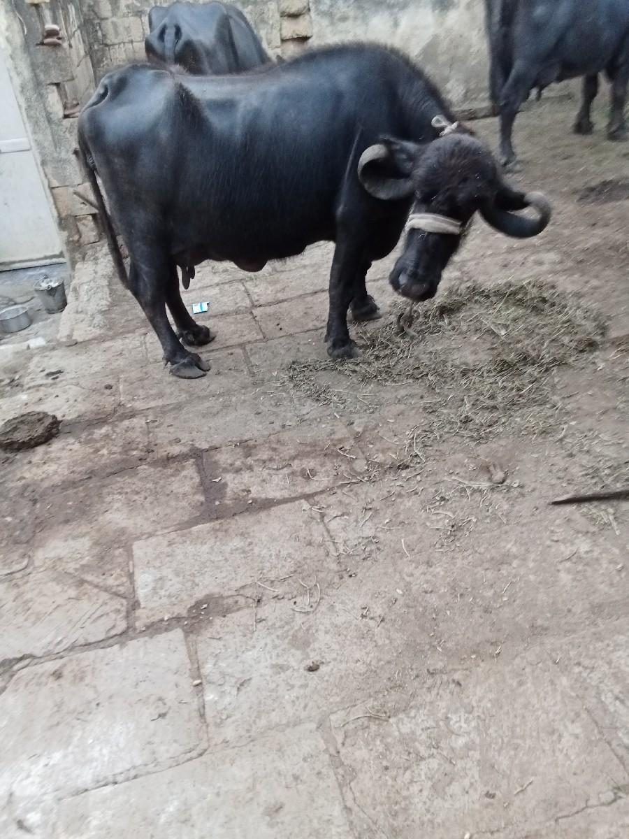 થંબનેલ 3