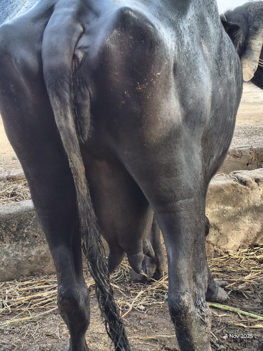 થંબનેલ 3