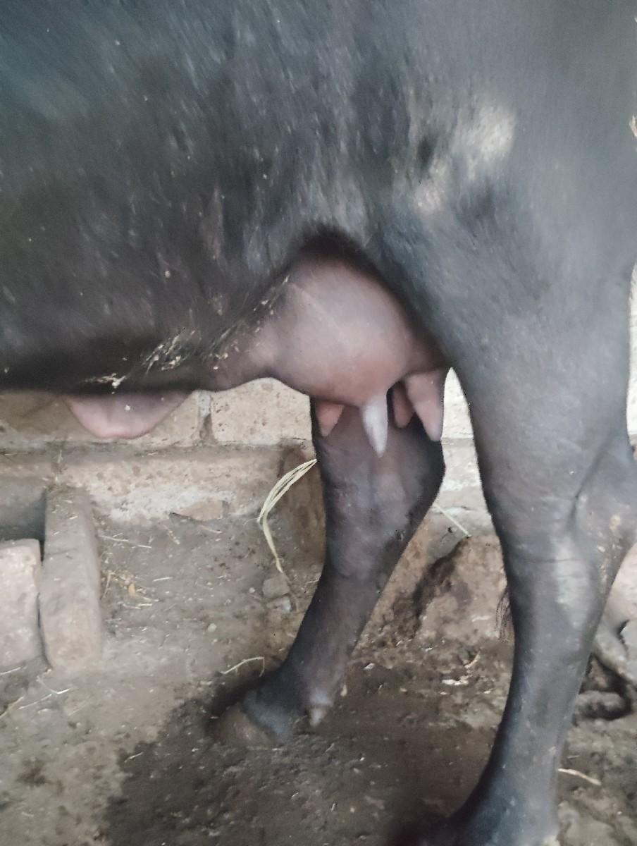 थंबनेल 3