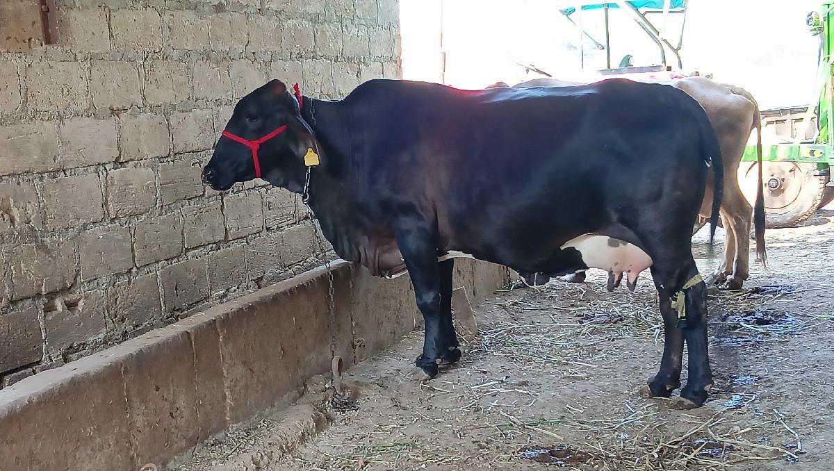 થંબનેલ 3