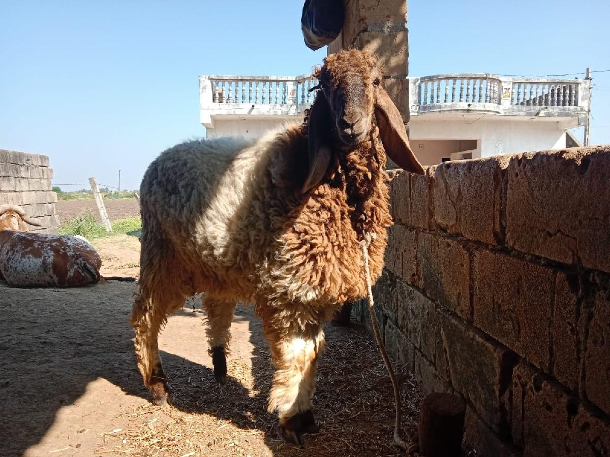 થંબનેલ 3