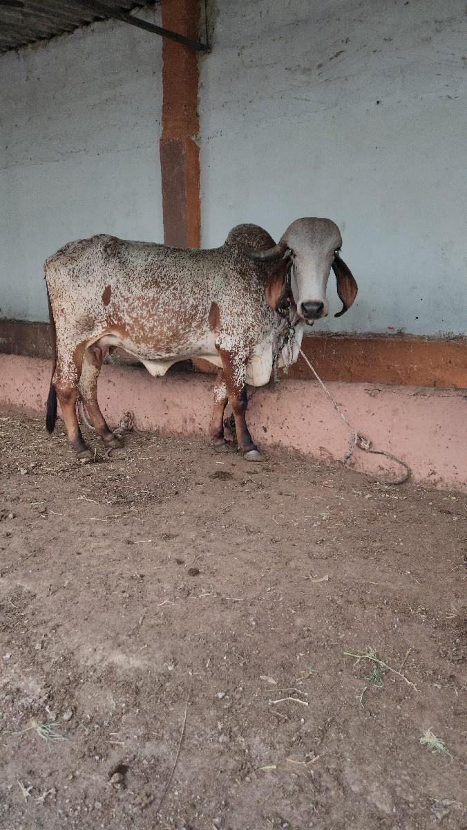 ગીર કાબરી વેસવાની છે