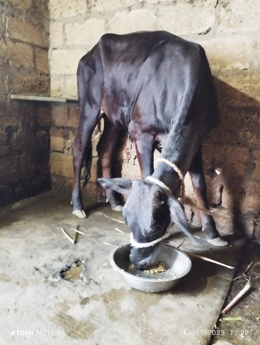 थंबनेल 2