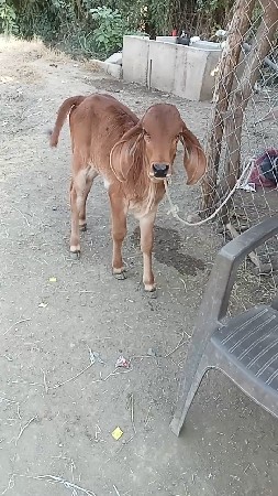 થંબનેલ 2