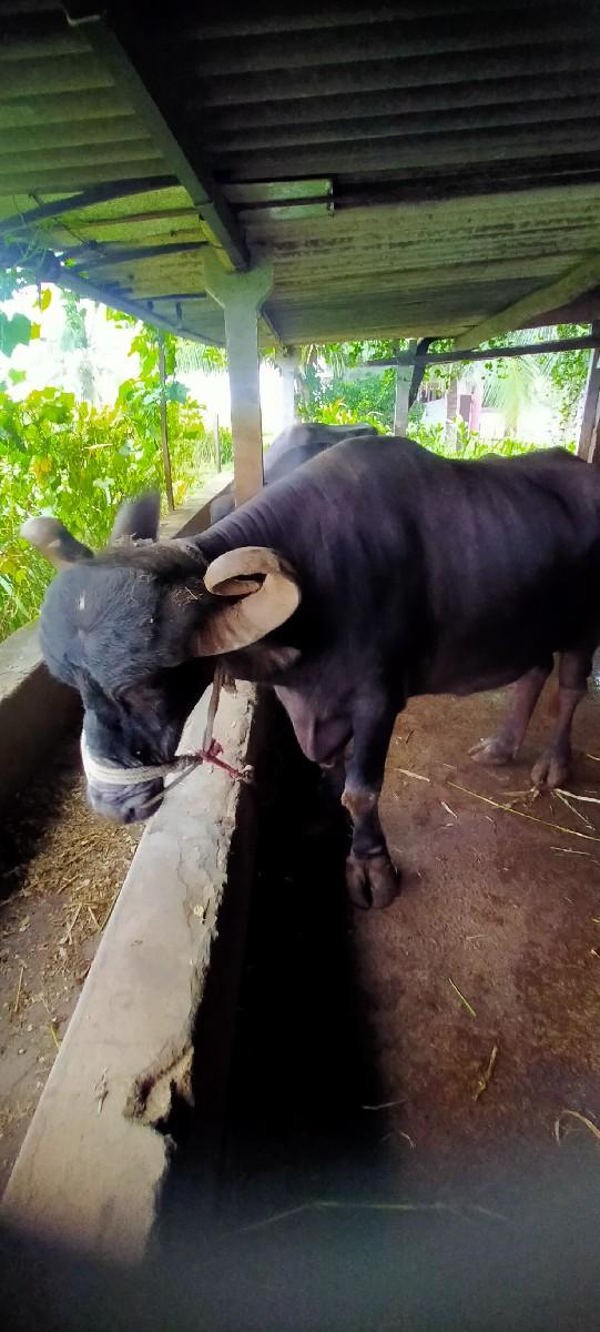 ભેંસ વેચવાની છે