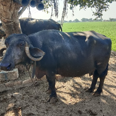 થંબનેલ 2