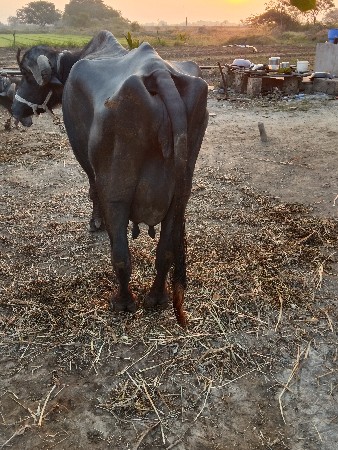 थंबनेल 3