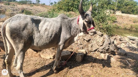 ગોઢલા વેચવાના છે.