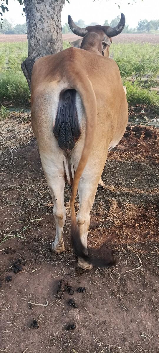 ગાય વેચવાની છે