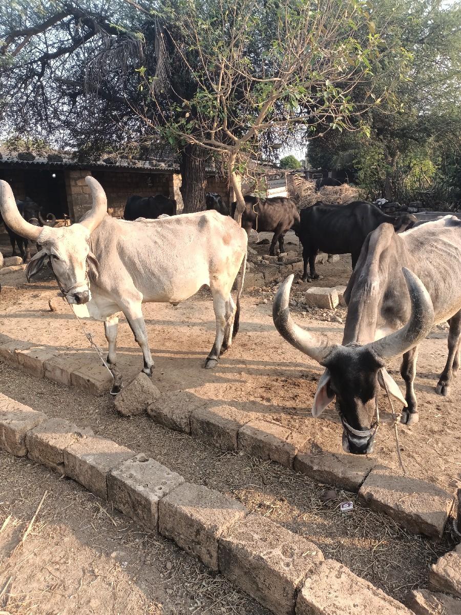 थंबनेल 2