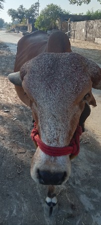ગાય પેલા વેતર મા છે