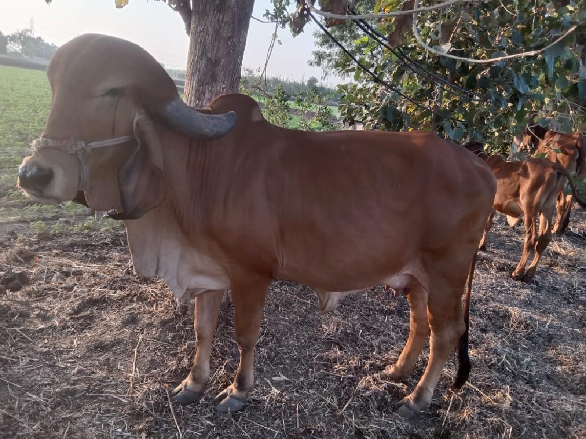 थंबनेल 2