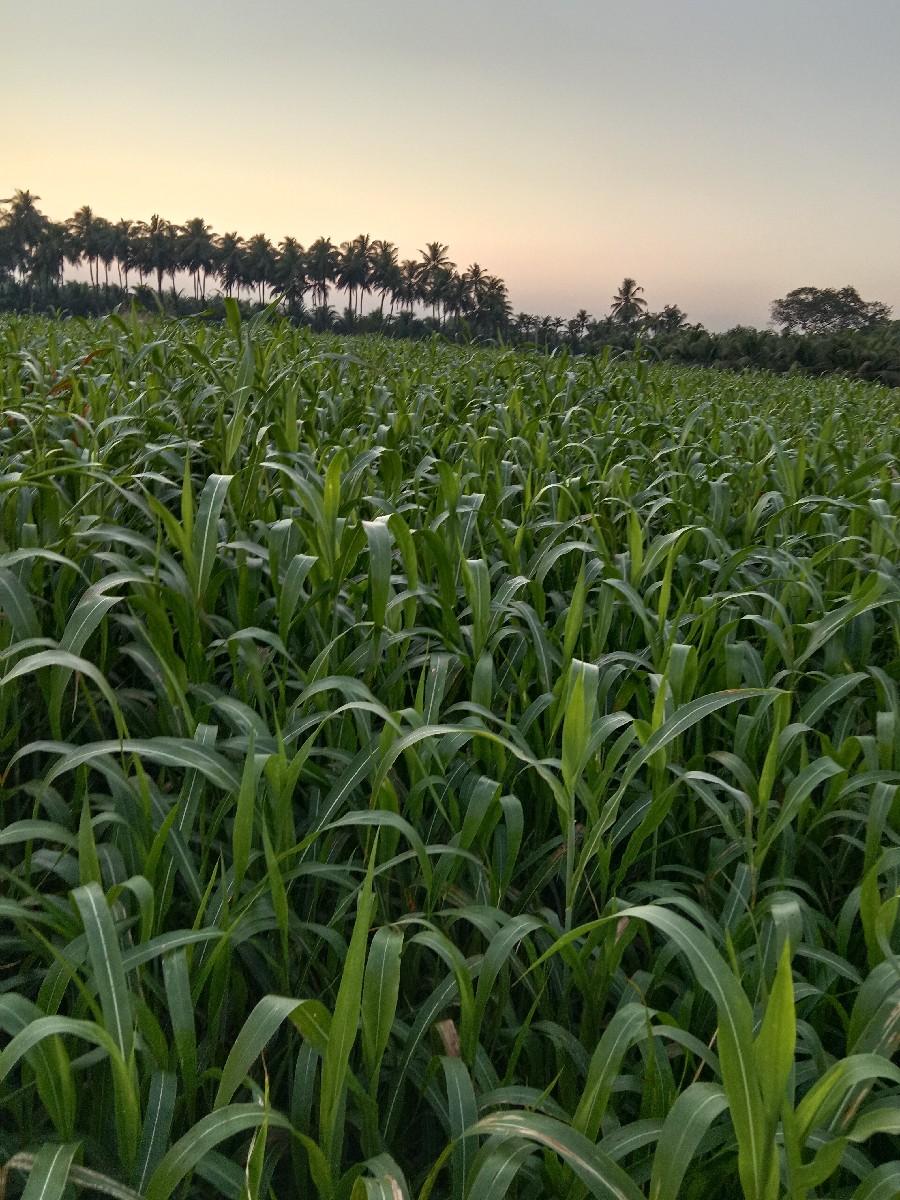 જુવાર નબર -9537319237