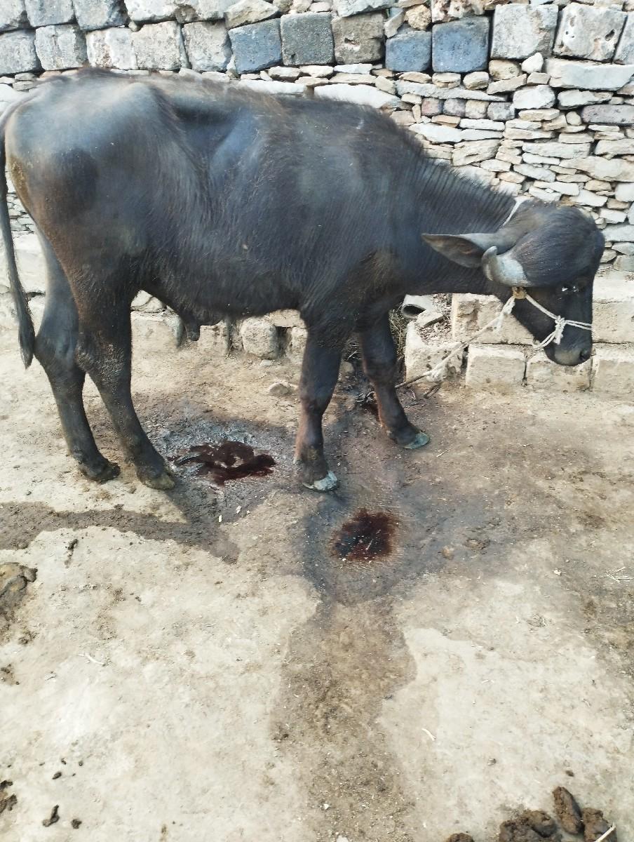 પાડો વેચવાનો છે