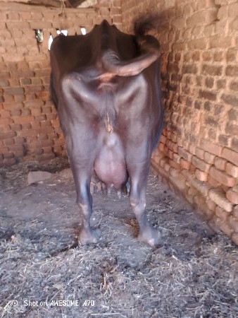 थंबनेल 3