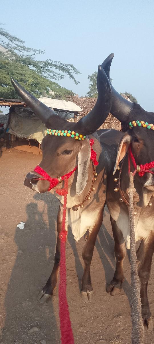 थंबनेल 2