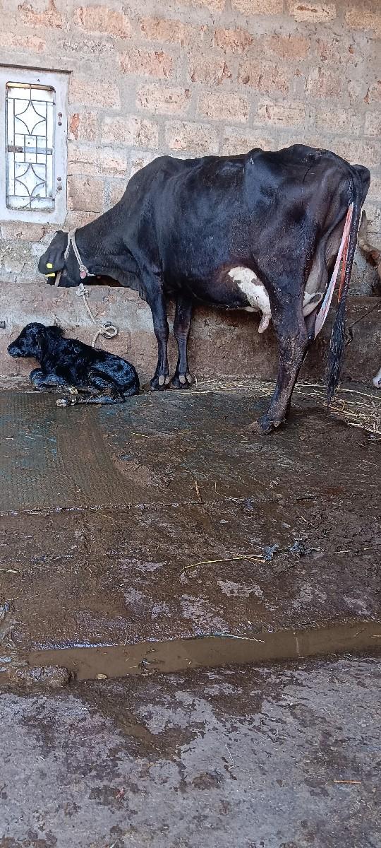 થંબનેલ 4