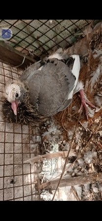 થંબનેલ 3