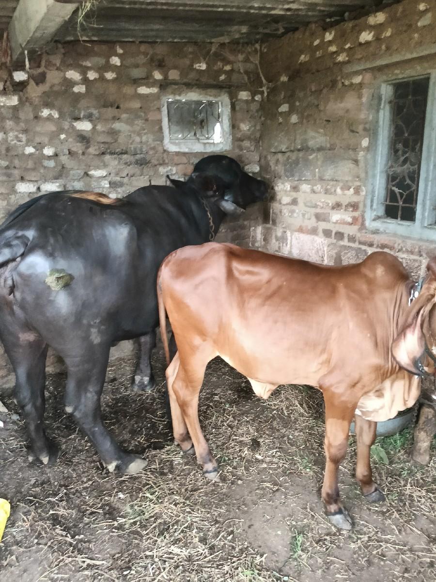 थंबनेल 2