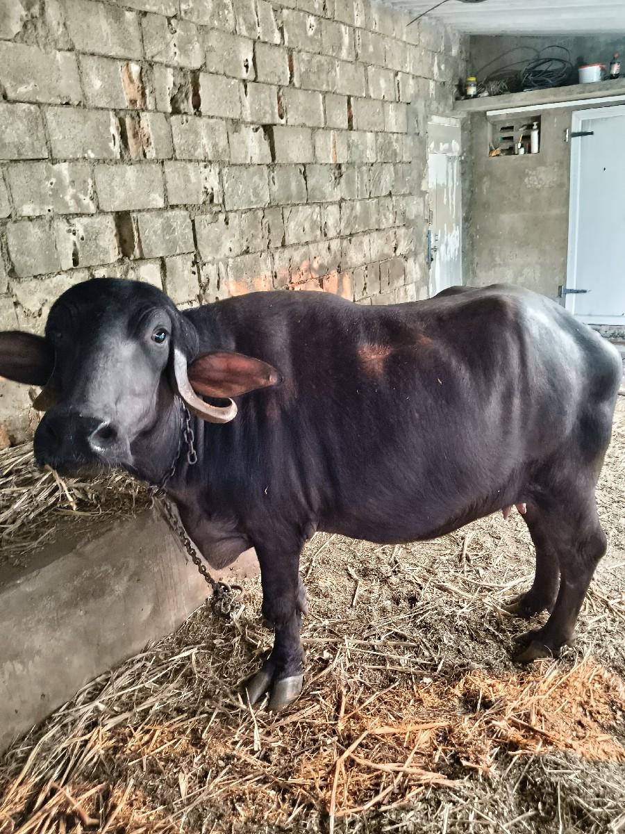 થંબનેલ 2