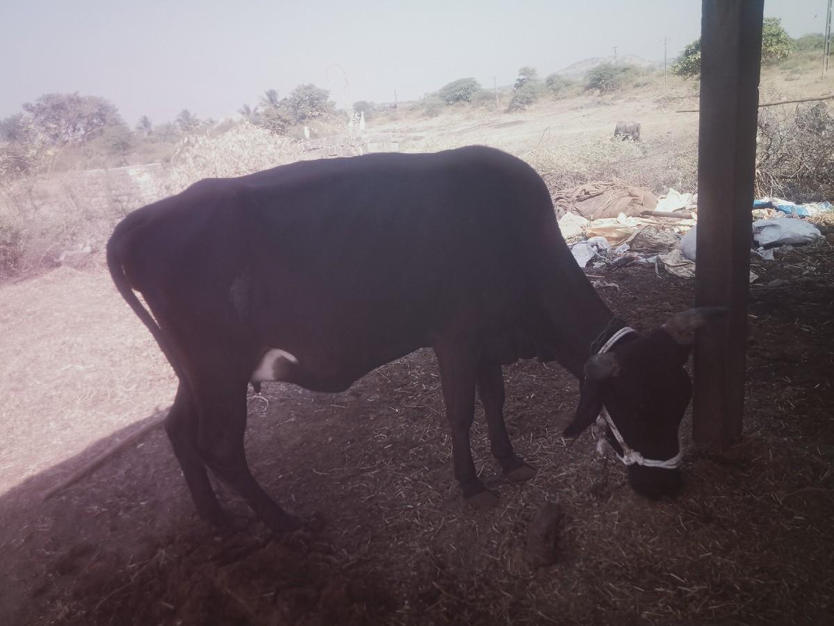 थंबनेल 2