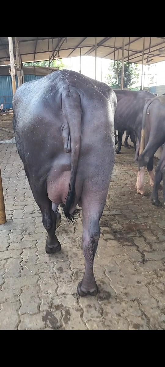 થંબનેલ 2