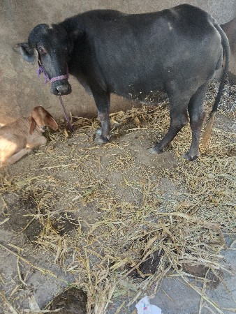 ભેંસ વેતર