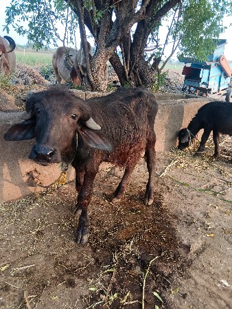 થંબનેલ 2