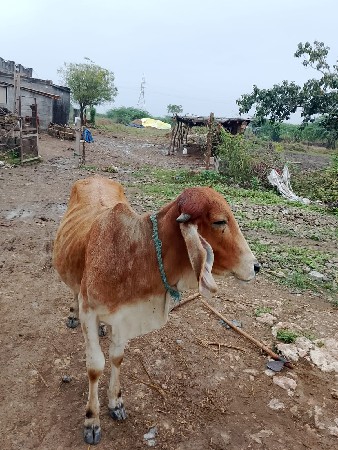 વેચવાની