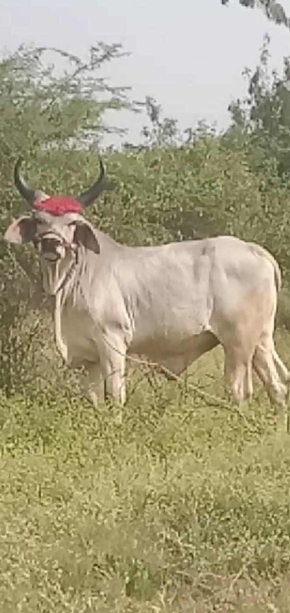 શોખીન માણશ ના કામનોછે એકજછે