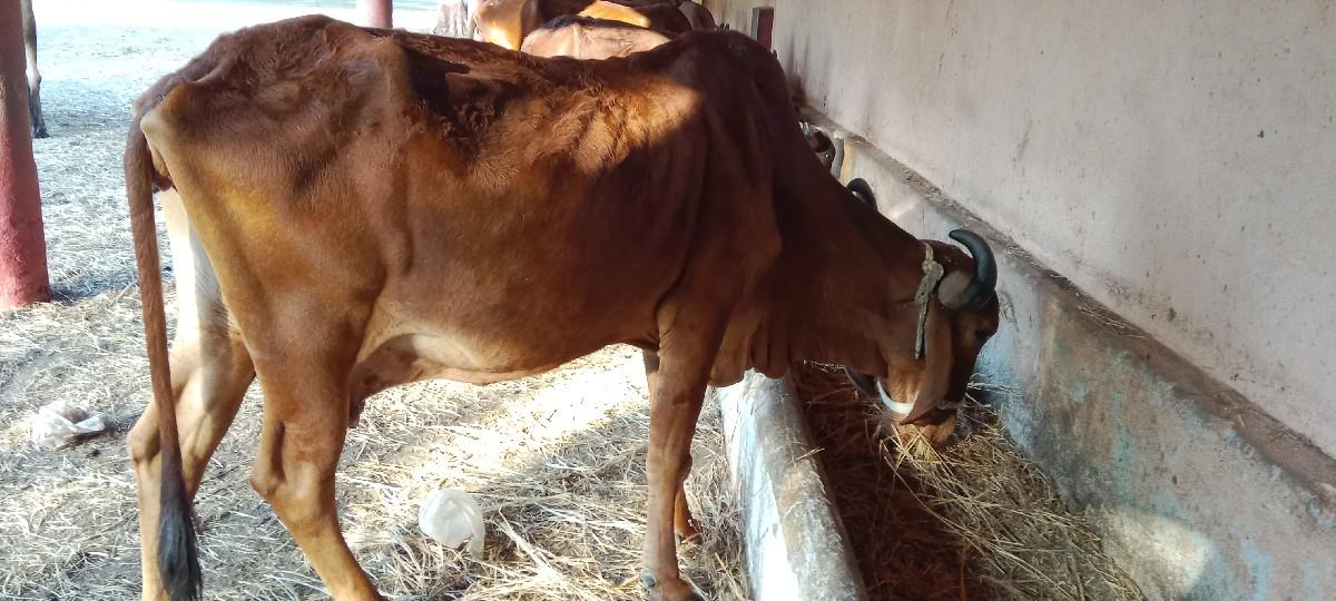 થંબનેલ 3