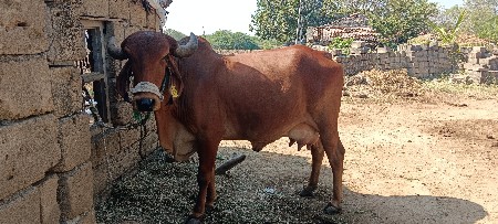 ગાય વેશવાની સે