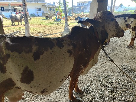 થંબનેલ 2