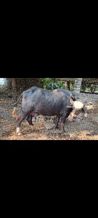 थंबनेल 2