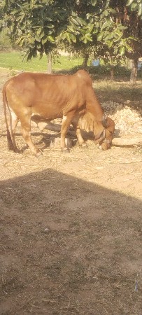 थंबनेल 3