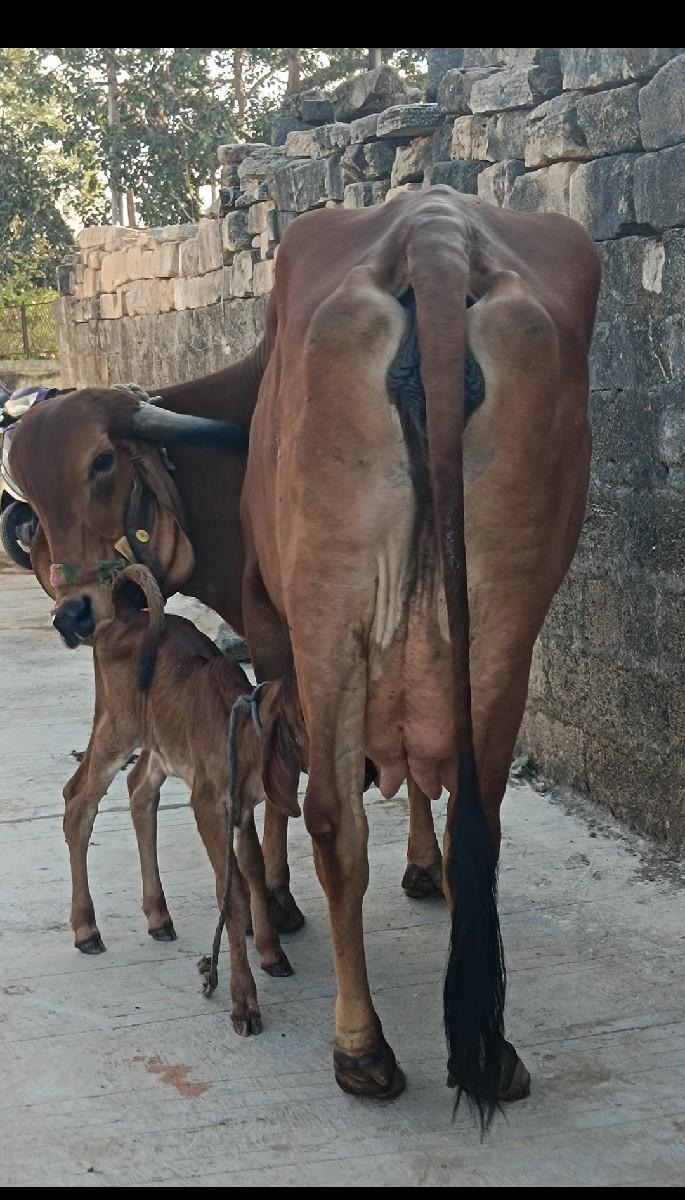 થંબનેલ 2