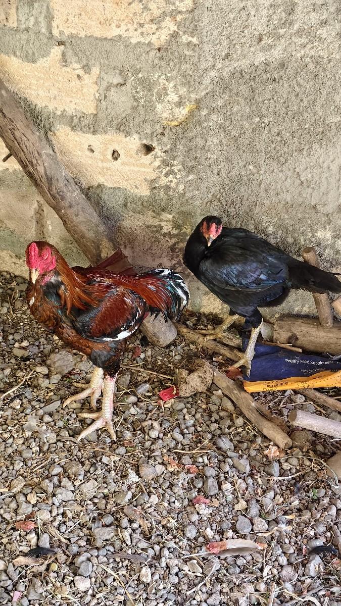 અસીલ ની જોરી દેવાની