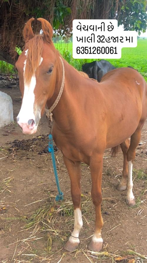 સાવ સોજી