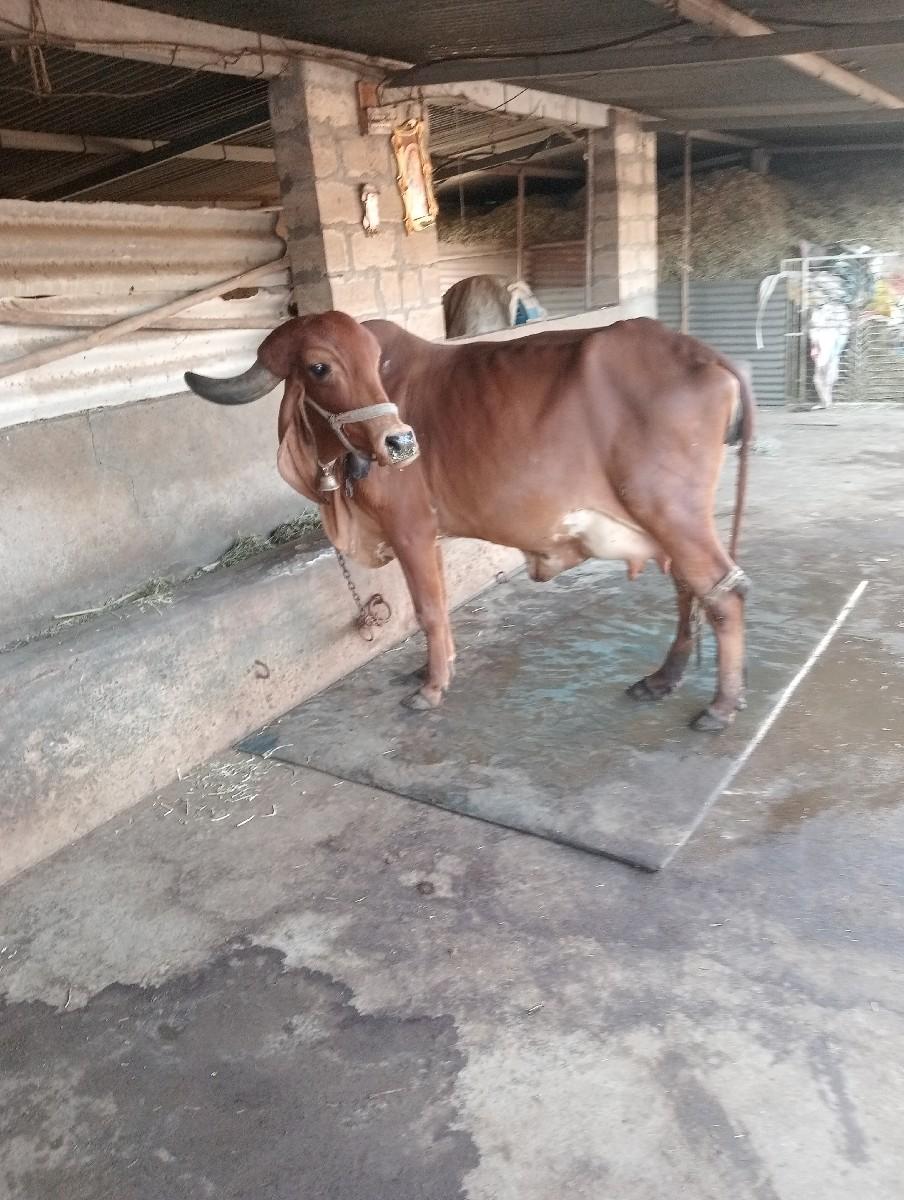 થંબનેલ 2