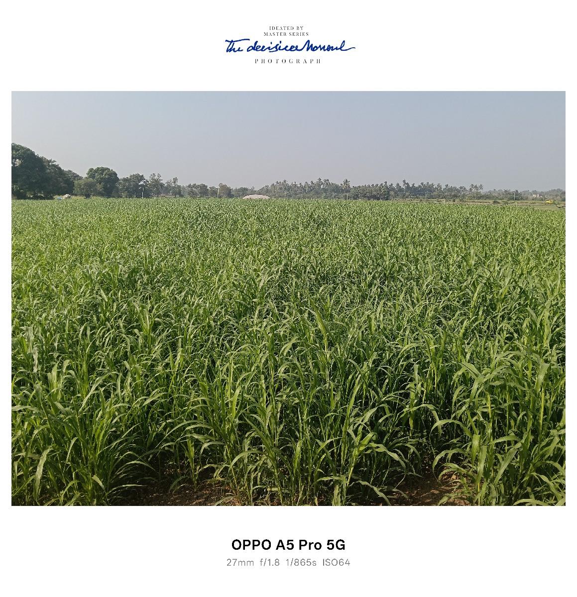 બાજરા નું લીલું batu