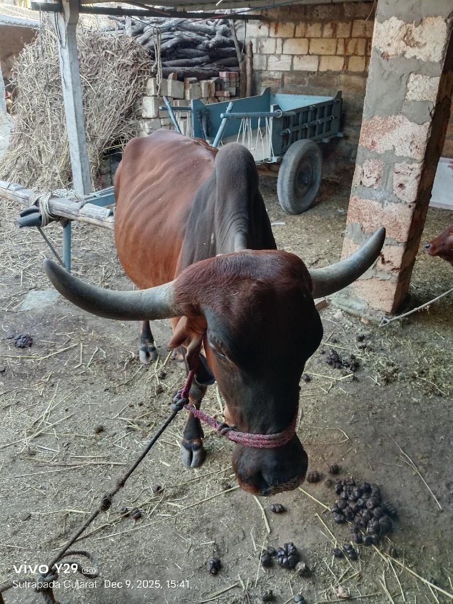 थंबनेल 3