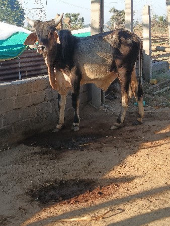 થંબનેલ 2